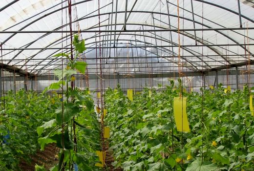 ثبت ۲۰۰ فرصت شغلی جدید در بخش کشاورزی آبیک