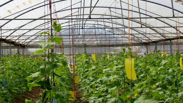 ثبت ۲۰۰ فرصت شغلی جدید در بخش کشاورزی آبیک