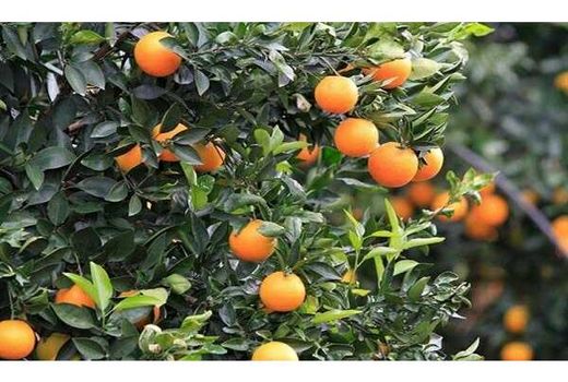 آغاز برداشت پرتقال در مازندران