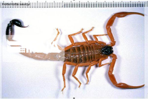 گونه عقرب مزوبوتوس اپیوس شناسایی شده در کردستان