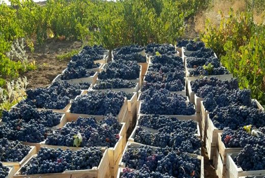 افزایش 433 هکتار به سطح باغات مریوان در سال گذشته