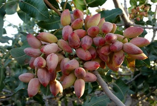 تولید 25 هزارتن پسته خشک در فارس