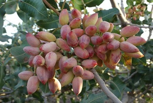 پسته از محصولات صادراتی و ارزشمند خراسان رضوی است