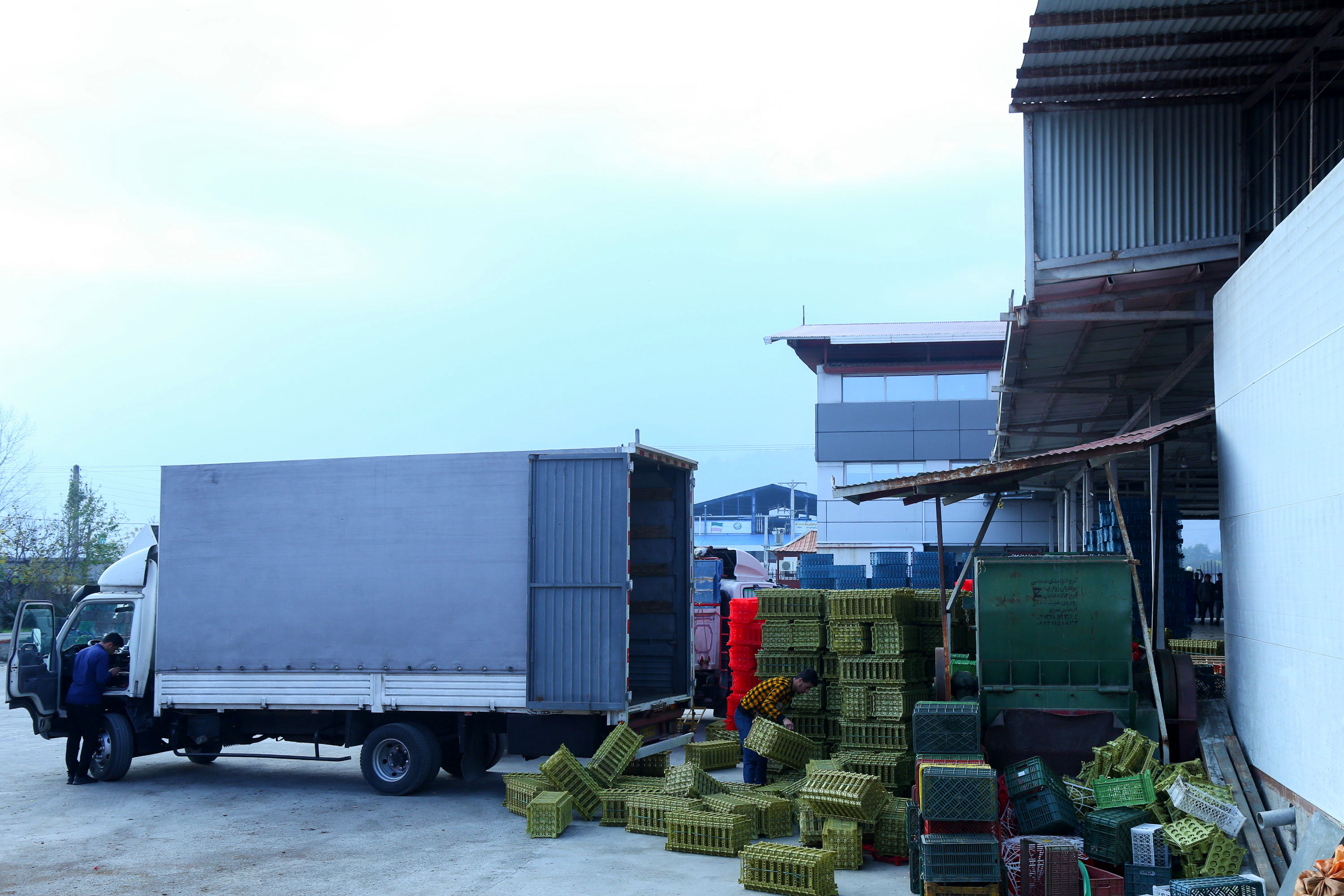  میوه ای شگفت انگیز به نام کیوی 