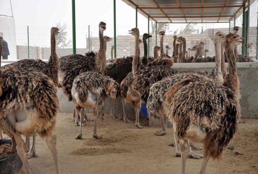 سالانه 159 تن گوشت شترمرغ درسیستان و بلوچستان تولید می شود