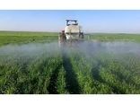 مبارزه شیمیایی در 880 هکتار از مزارع گندم میاندورود