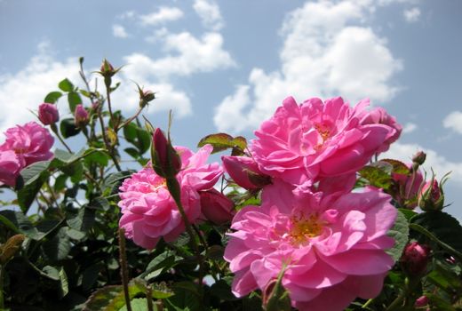 آغاز برداشت 15 تن گل محمدی درسیستان وبلوچستان