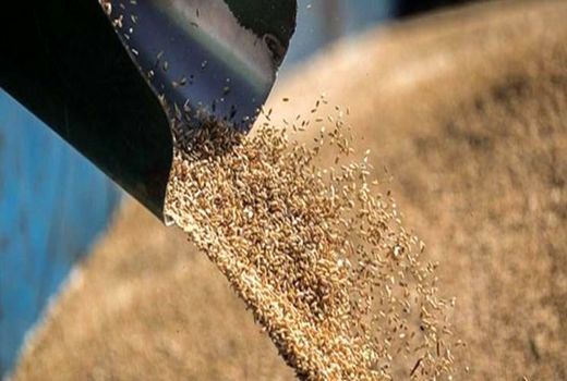 توزیع بیش از ۵ هزار تن نهاده دامی در شهرستان سامان