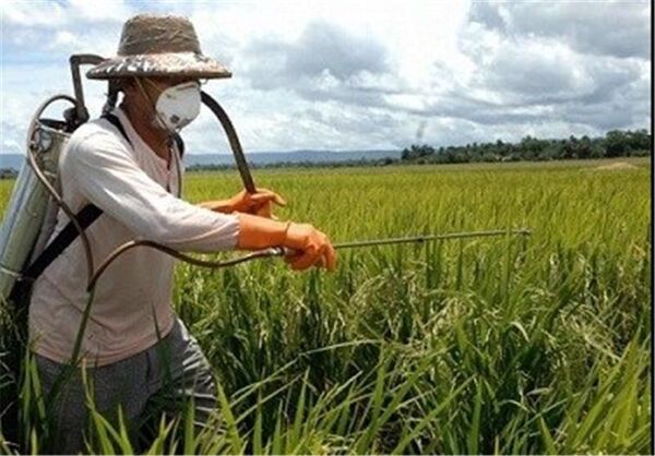 12000 هکتارمبارزه با علف‌های هرز در مزارع غلات خراسان شمالی