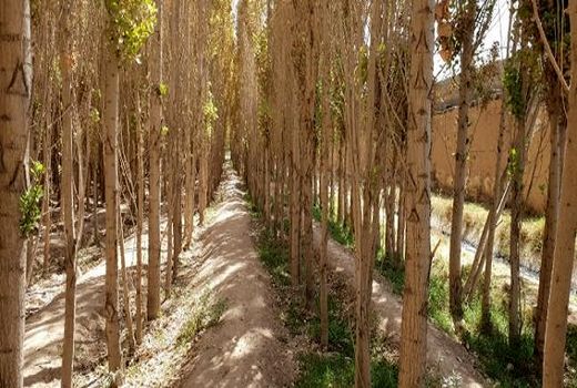 کارگاه آموزشی طرح توسعه زراعت چوب برگزار شد