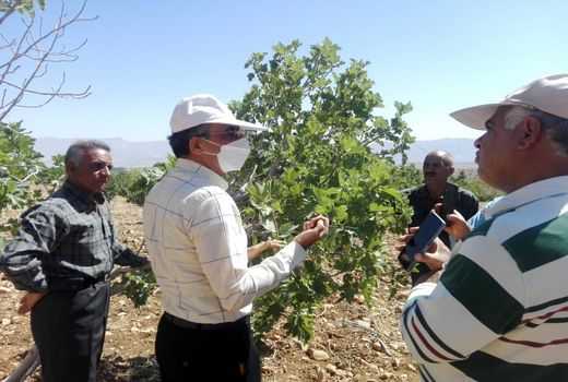 مراکز تحقیقات همگام با انجیر کاران کوار