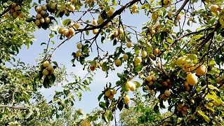 جشنواره آلو در روستای ملحمدره اسدآباد برگزار شد