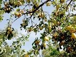 جشنواره آلو در روستای ملحمدره اسدآباد برگزار شد