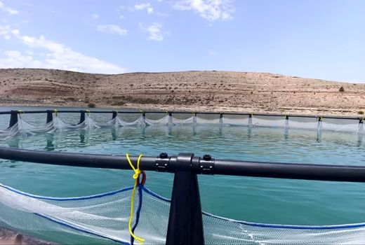 آغاز پرورش آبزیان در قفس سد آونلیق شهرستان میانه