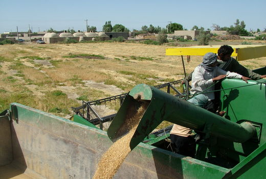 کشاورزان 28 هزارتن گندم مازاد بر نیاز خود را تحویل دولت دادند