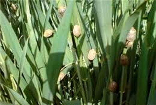 پیش بینی افزایش سن گندم در مزارع خراسان شمالی با توجه به افزایش دما