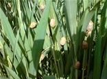 پیش بینی افزایش سن گندم در مزارع خراسان شمالی با توجه به افزایش دما
