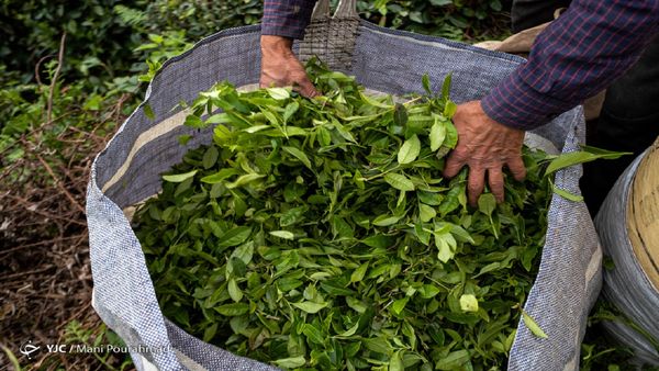 رشد ۴ درصدی خرید تضمینی برگ سبز چای؛ ۳ هزار و ۳۰۰ تن‌ چای صادر شد