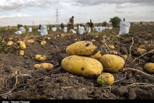 کشت سیب زمینی در حمیدیه