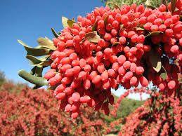 جاجرم ؛ مستعد کشت زرشک صادراتی 