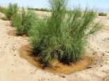 جلوگیری از بیابان‌زایی و انتشار ریزگردها با اجرای عملیات نهال کاری
