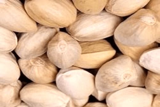 کلاس آموزشی «اصول برداشت پسته» در کرمان برگزار شد