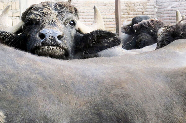 آذربایجان شرقی از استان‌های پایلوت در کشور برای  پرورش و اصلاح نژاد گاومیش