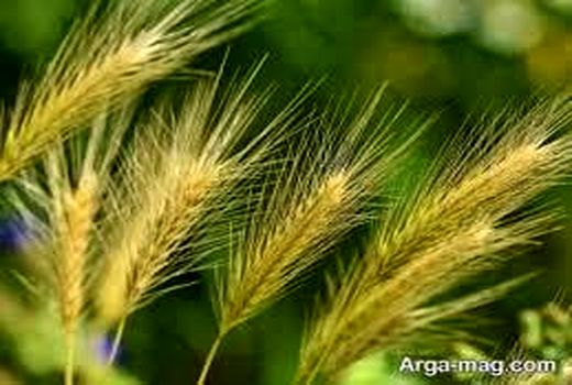 کشت 3 هزار هکتاری جو در طرح جهش تولید دیمزارهای نکا