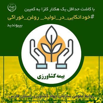 حق بیمه کلزا با مطالبات کشاورزان تهاتر می شود