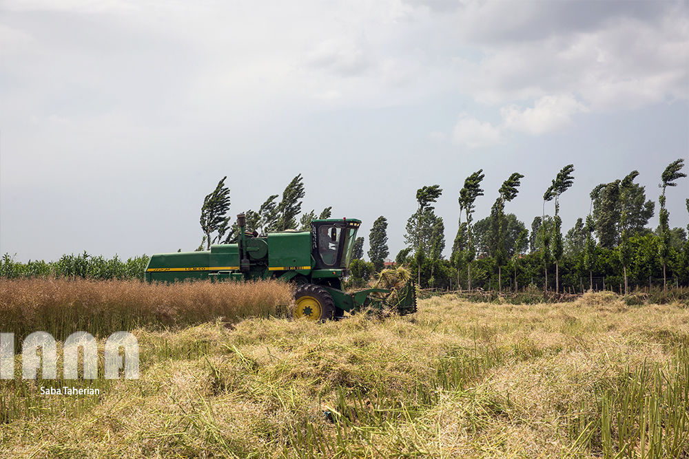 برداشت کلزا