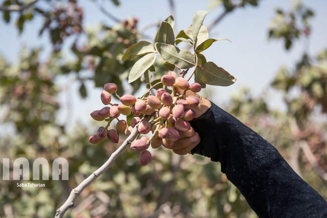 مروارید سیاه در دل کویر