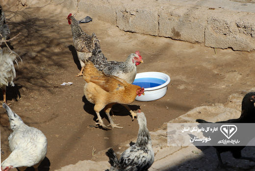 ایمن سازی ۸۰ هزار قطعه طیور بومی علیه بیماری نیوکاسل در باغملک