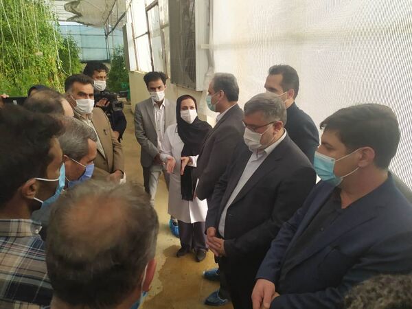 بازدید وزیر جهاد کشاورزی و هئیت همراه از مجتمع گلخانه ای محمدیه خوسف