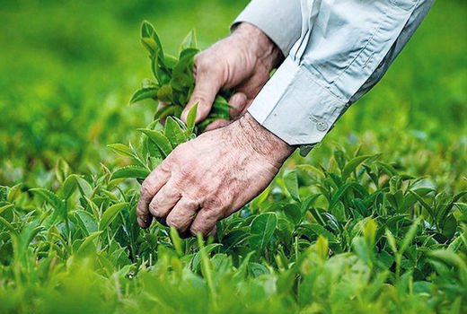 برداشت بیش از 117 هزار تن برگ سبز چای در سال جاری
