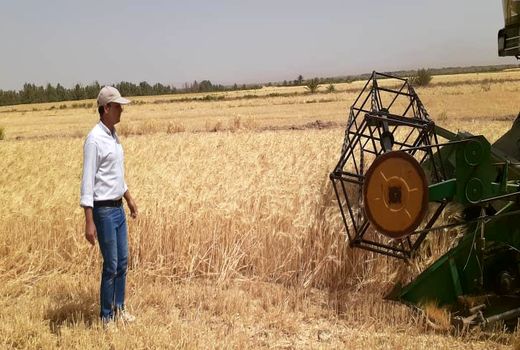 آغاز برداشت جو از مزارع شهرستان نایین