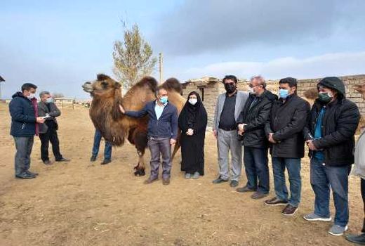 آماده سازی بستر مناسب برای تکثیر شتر دوکوهانه