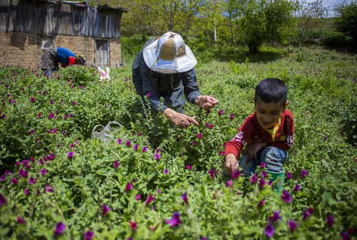 نقش برجسته عشایر و روستاییان در اعتلای بخش کشاورزی
