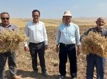 برداشت ۶ هزار تن نخود در شهرستان هشترود