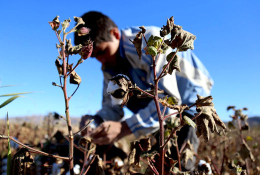 بازگشت کشت پنبه، امید به احیای صنایع