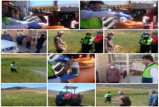 مبارزه با سن گندم در شهرستان بدره انجام شد