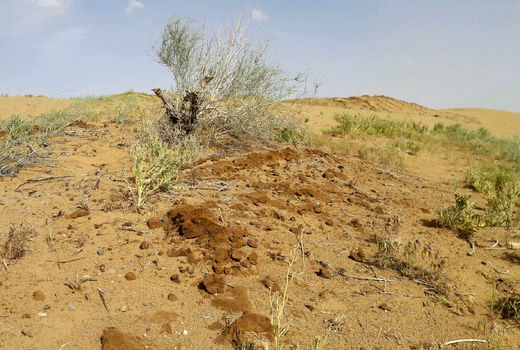 عملیات بیابان‌ قزوین در بیش از هفت هزار هکتار آغاز شد