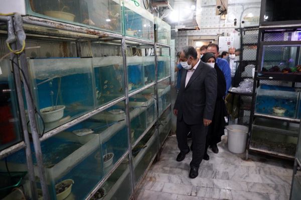 بازدید استاندار قزوین از بزرگترین مرکز تکثیر و پرور ش ماهیان زینتی در کشور