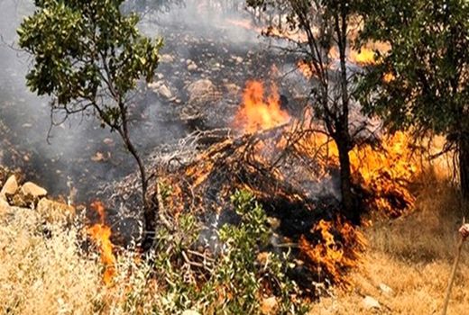 کاهش 93 درصدی حریق در جنگل‌ها و مراتع استان ایلام