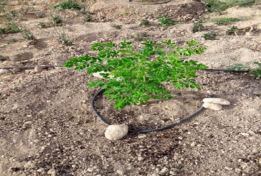 کاشت درخت مورینگا برای اولین بار در فسا
