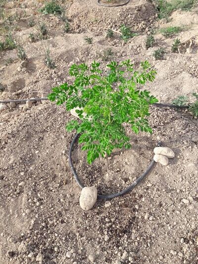 کاشت درخت مورینگا برای اولین بار در فسا