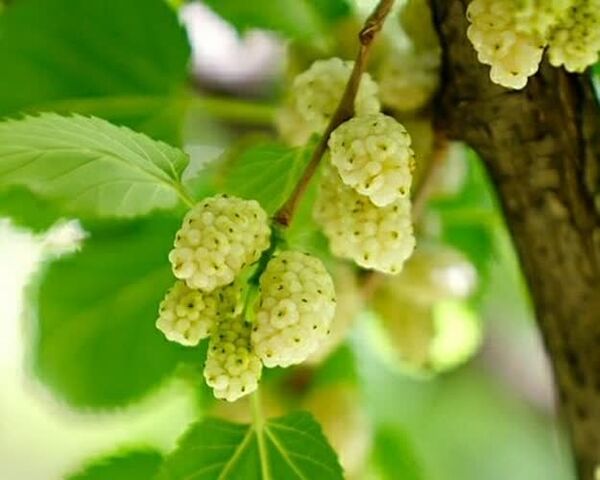 آغاز برداشت توت درختی از توتستان‌های آذربایجان غربی