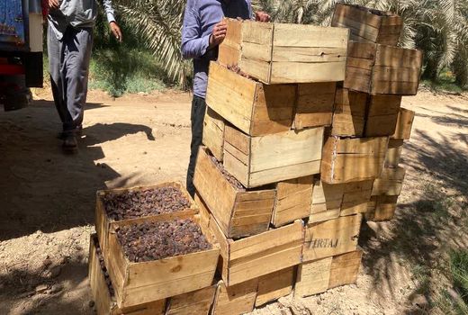 جلوگیری از هدر رفت محصول خرما با دوره آموزشی برداشت در آبادان