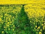 سرما موجب افت ۳۰ درصدی تولید کلزا در ایلام شد