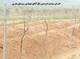 داربستی کردن باغات انگور، گامی برای افزایش دوبرابری محصول در شهرستان شازند