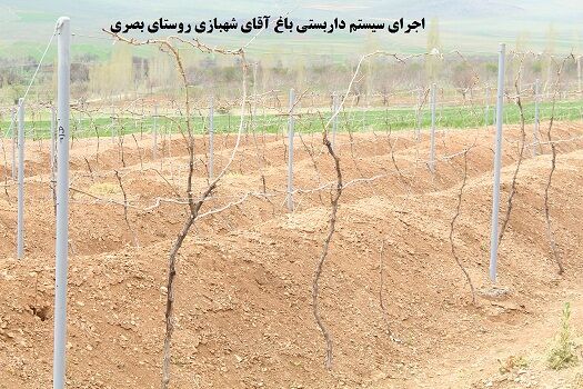 داربستی کردن باغات انگور، گامی برای افزایش دوبرابری محصول در شهرستان شازند